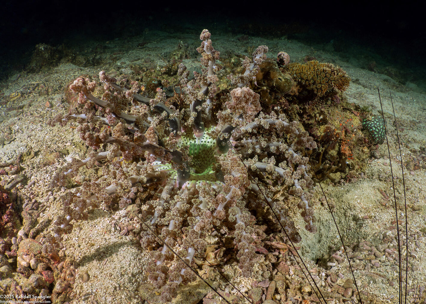 Actinodendron arboreum (Branching Anemone)