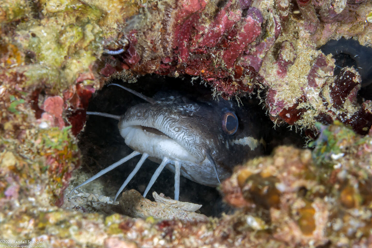 Plotosus lineatus (Striped Catfish)