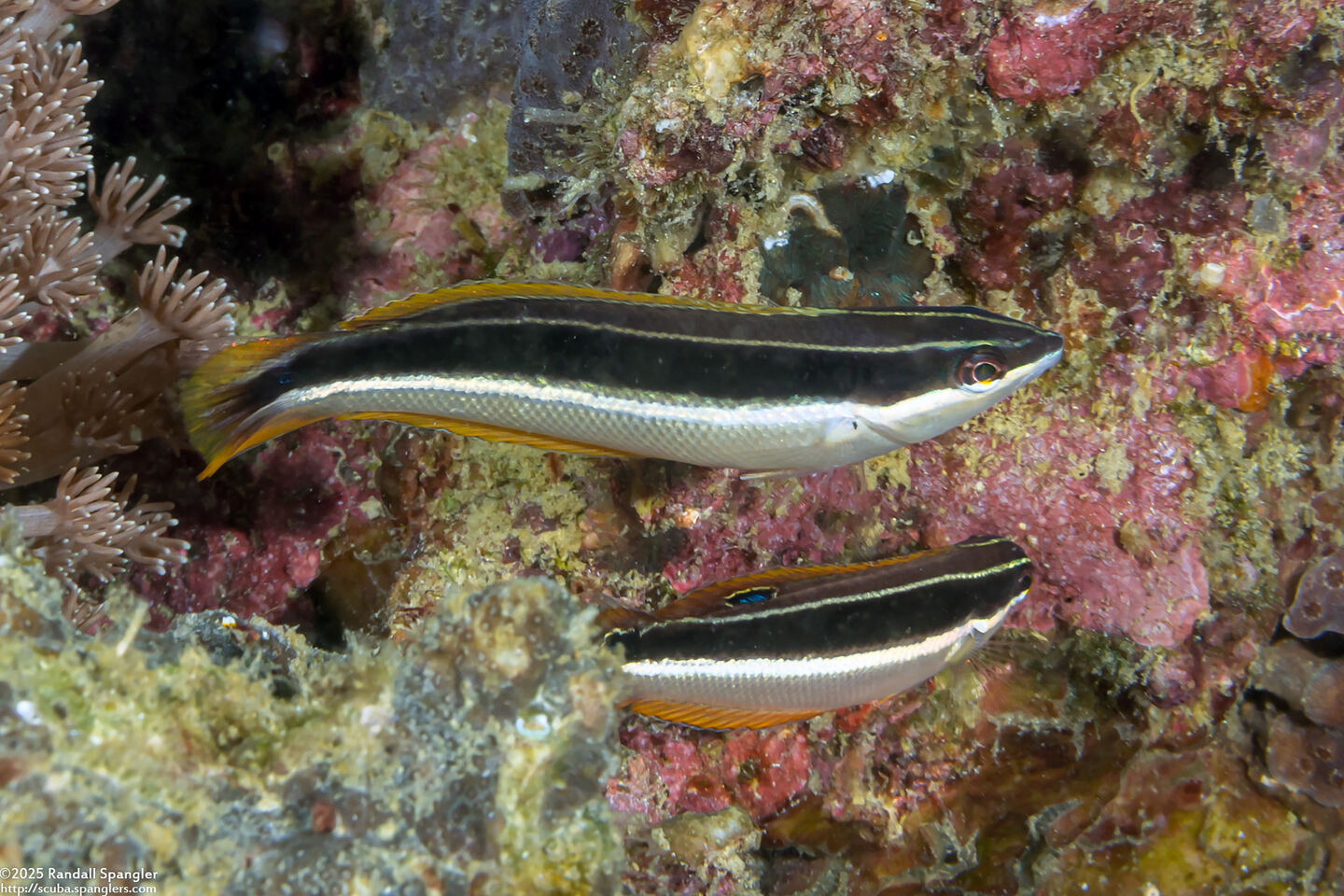 Coris pictoides (Blackstripe Coris)