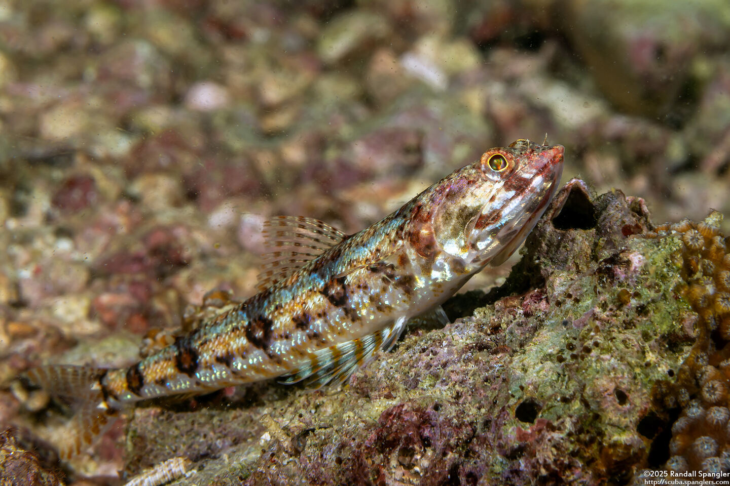 Synodus binotatus (Twospot Lizardfish)