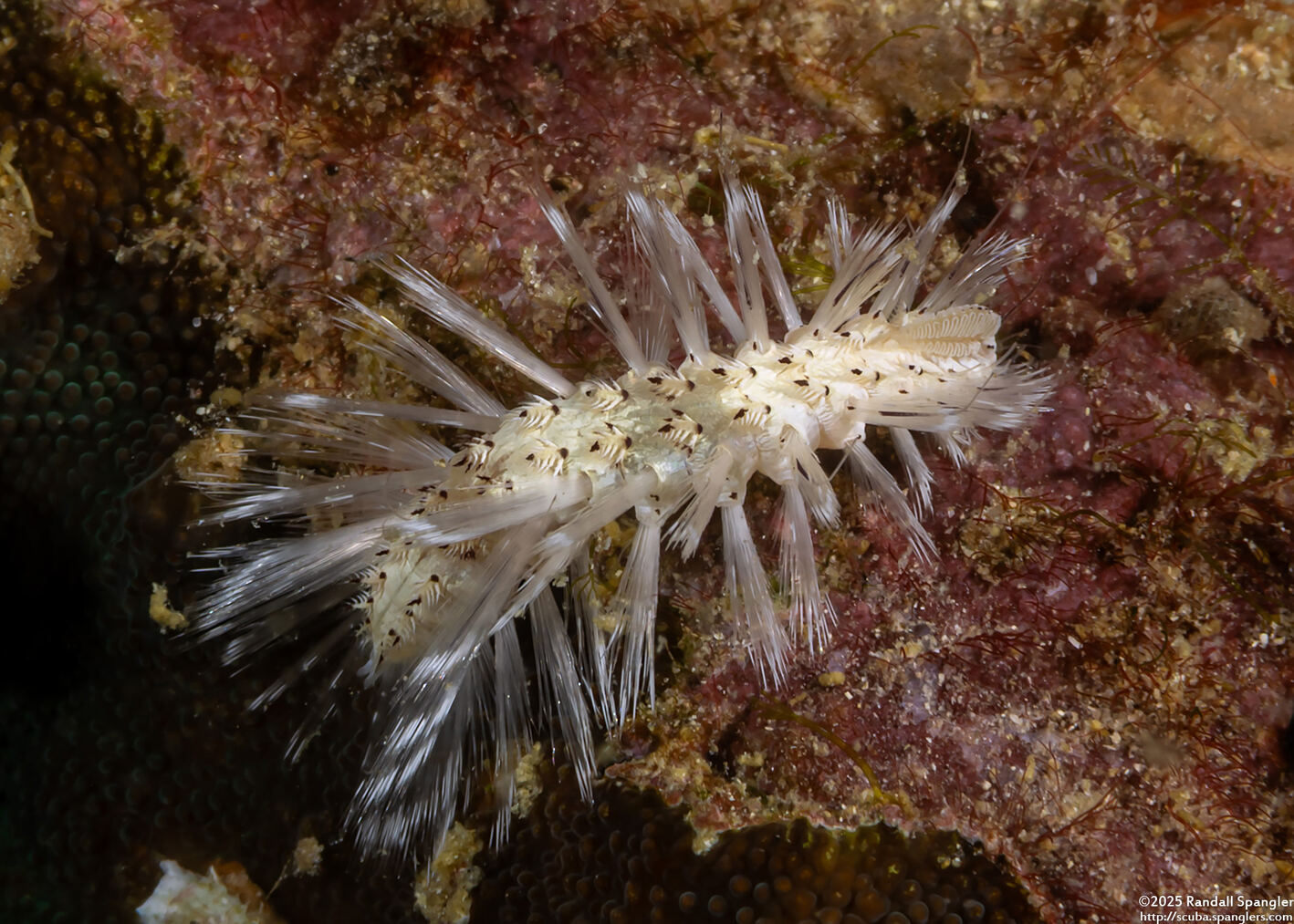 Chloeia bemisae (Chloeia bemisae)