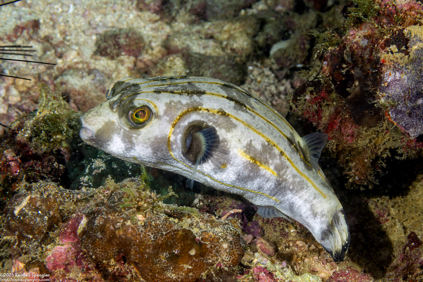 Arothron manilensis (Striped Puffer)