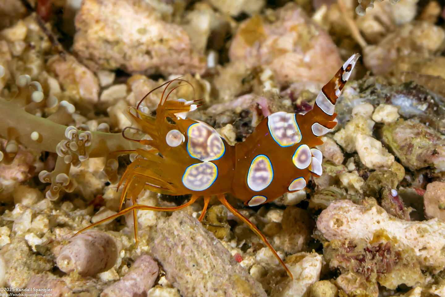 Thor amboinensis (Squat Shrimp)