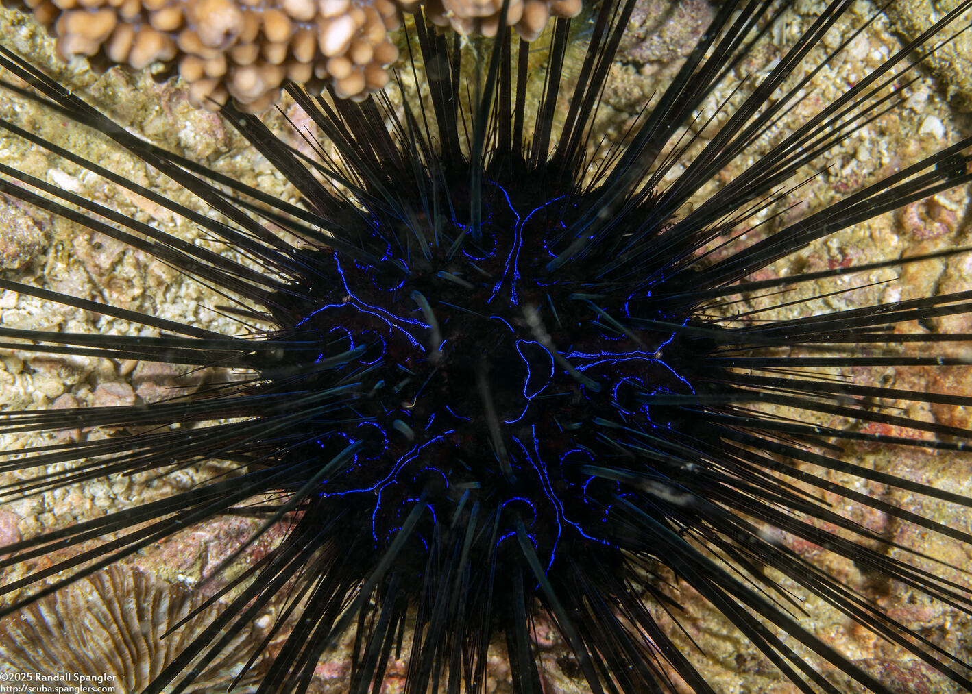 Diadema savignyi (Savigny's Long-Spined Urchin)