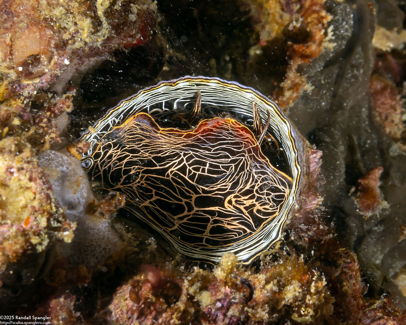 Thylacodes grandis (Grand Coral Worm Snail)