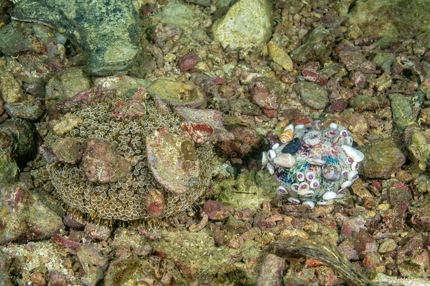 Toxopneustes pileolus (Flower Urchin); Real flower urchin, and one my wife knitted