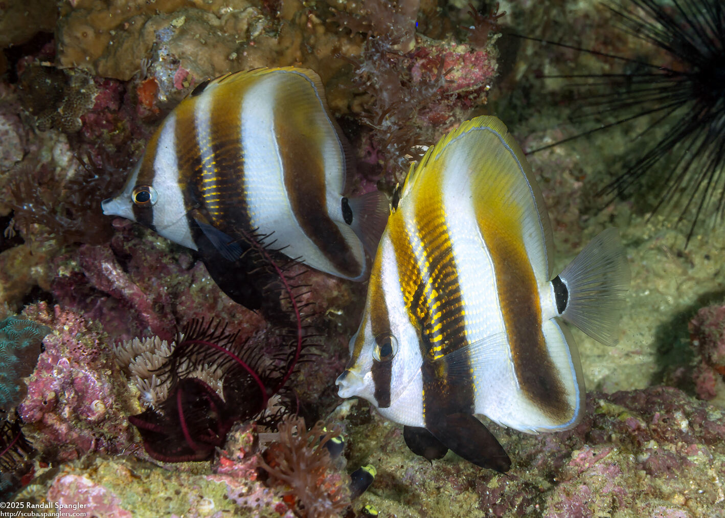 Coradion altivelis (Highfin Coralfish)