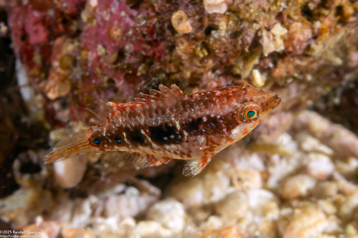 Oxycheilinus celebicus (Celebes Wrasse)