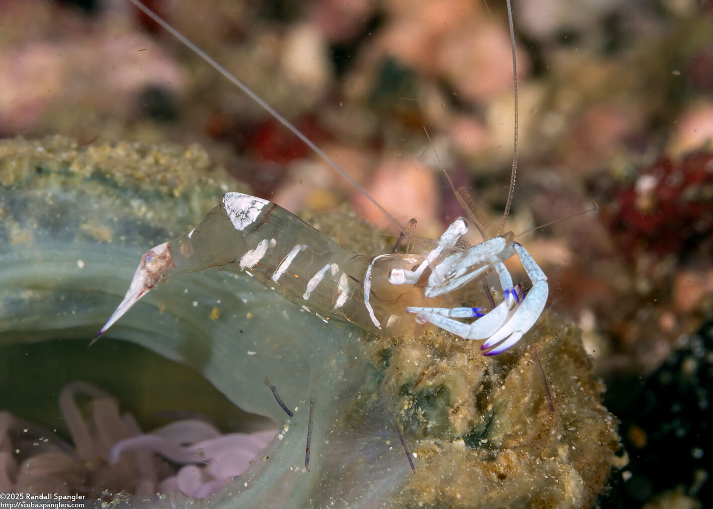 Ancylomenes magnificus (Magnificent Anemone Shrimp)