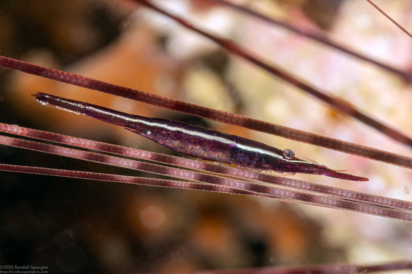 Stegopontonia commensalis (White-Stripe Urchin Shrimp); With eggs