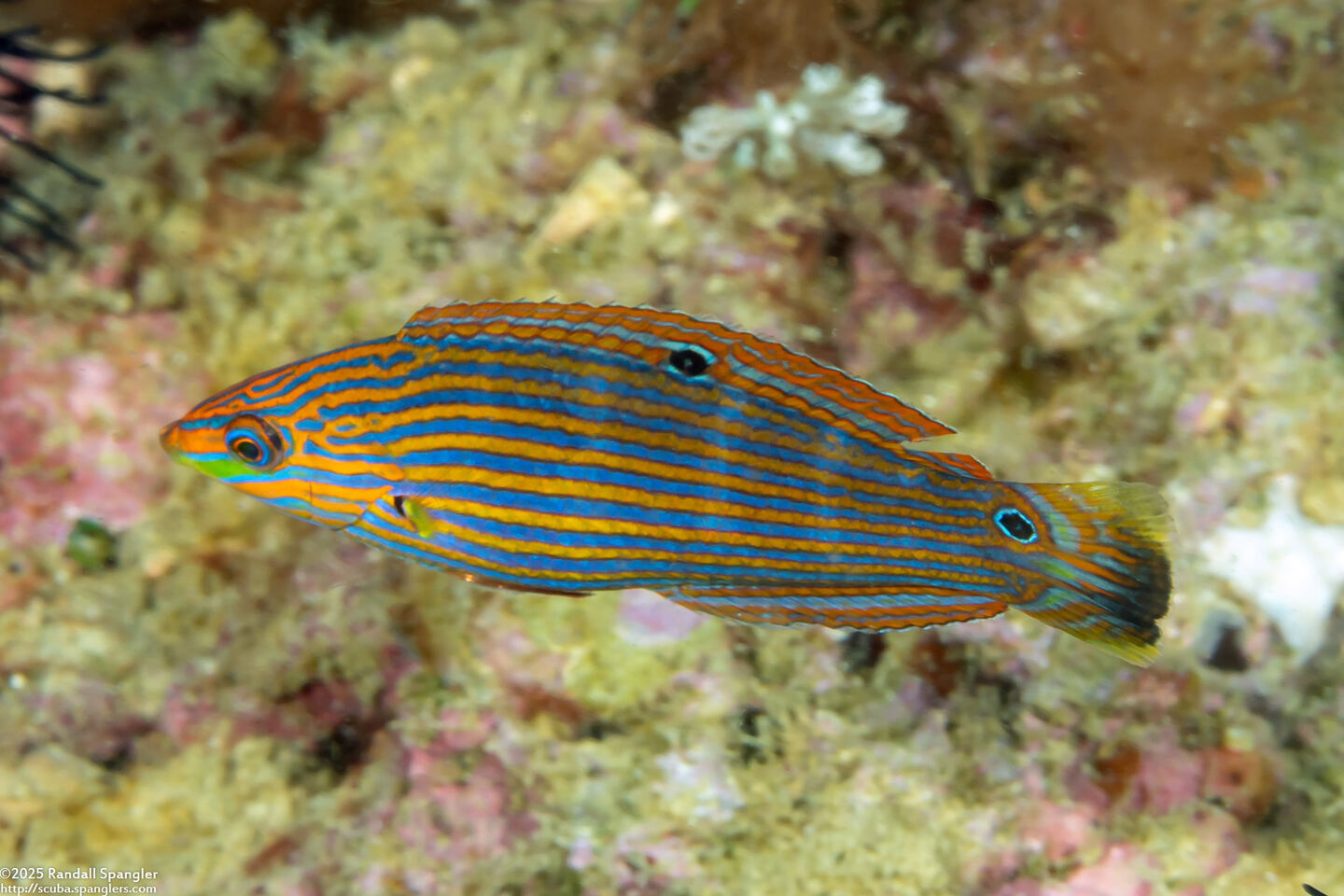 Halichoeres melanurus (Pinstriped Wrasse)