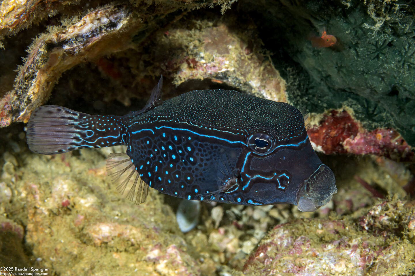 Ostracion solorense (Solor Boxfish)
