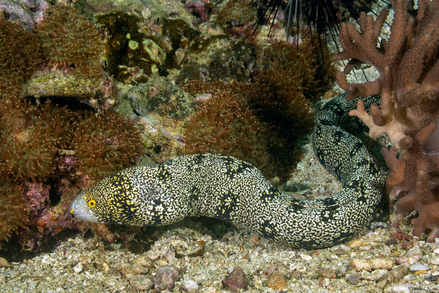 Echidna nebulosa (Snowflake Moray)