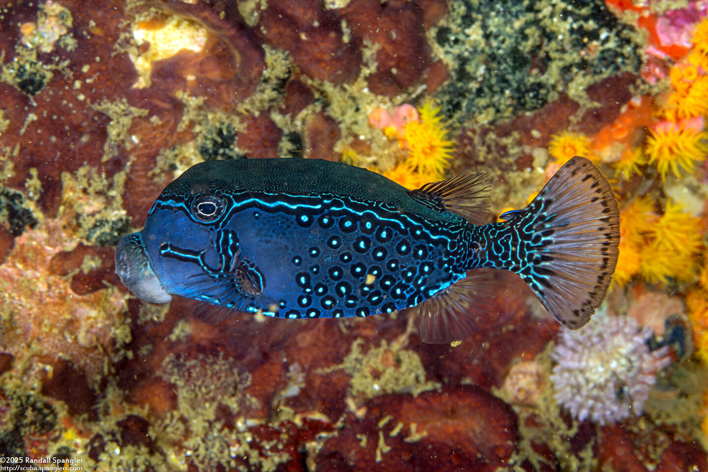 Ostracion solorense (Solor Boxfish)
