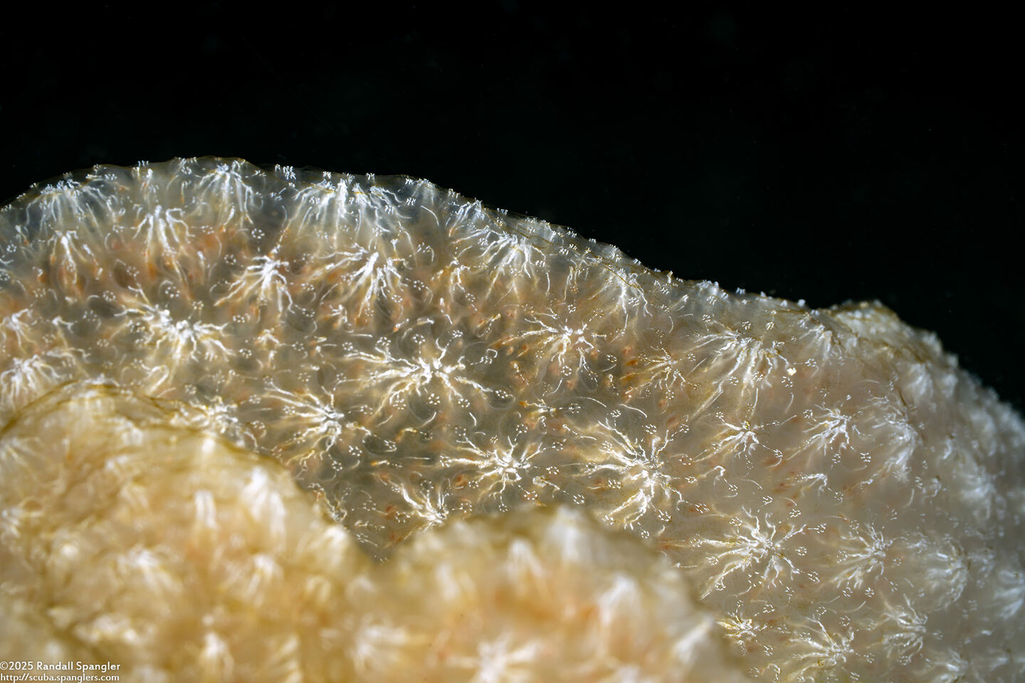 Diazona tenera (Diazona Tenera)