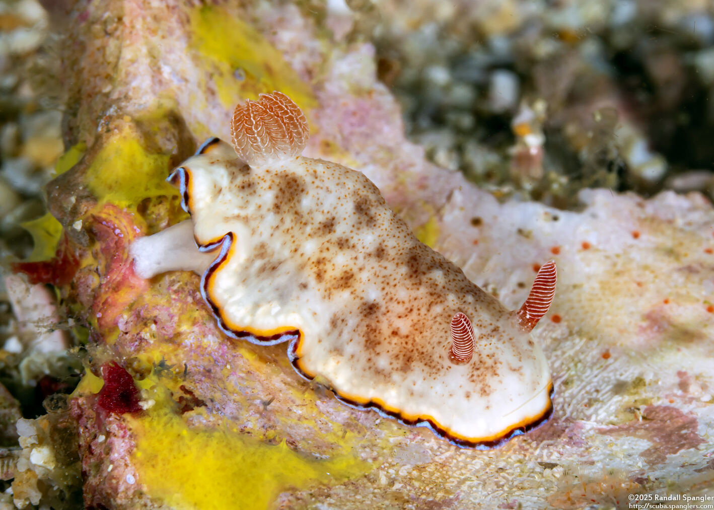 Goniobranchus preciosus (Precious Nudibranch)