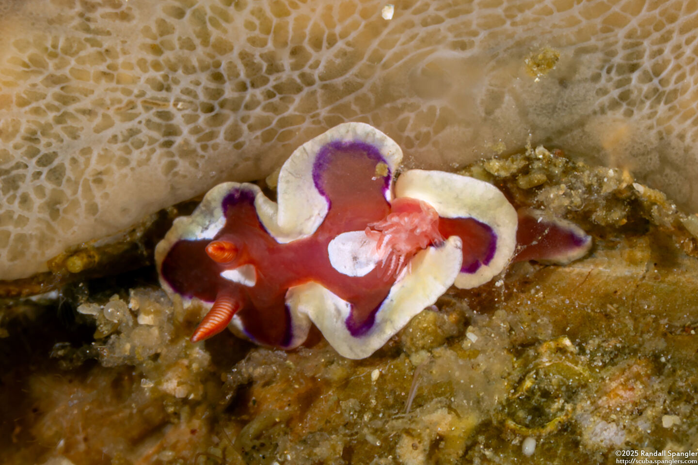 Mexichromis pusilla (Small Durvilledoris)