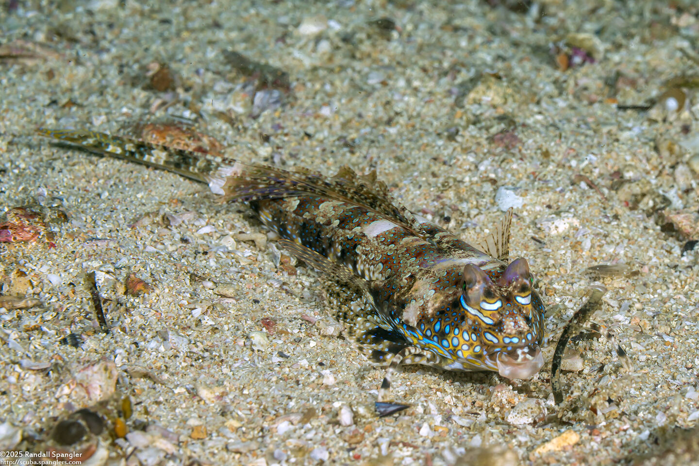 Dactylopus dactylopus (Fingered Dragonet)