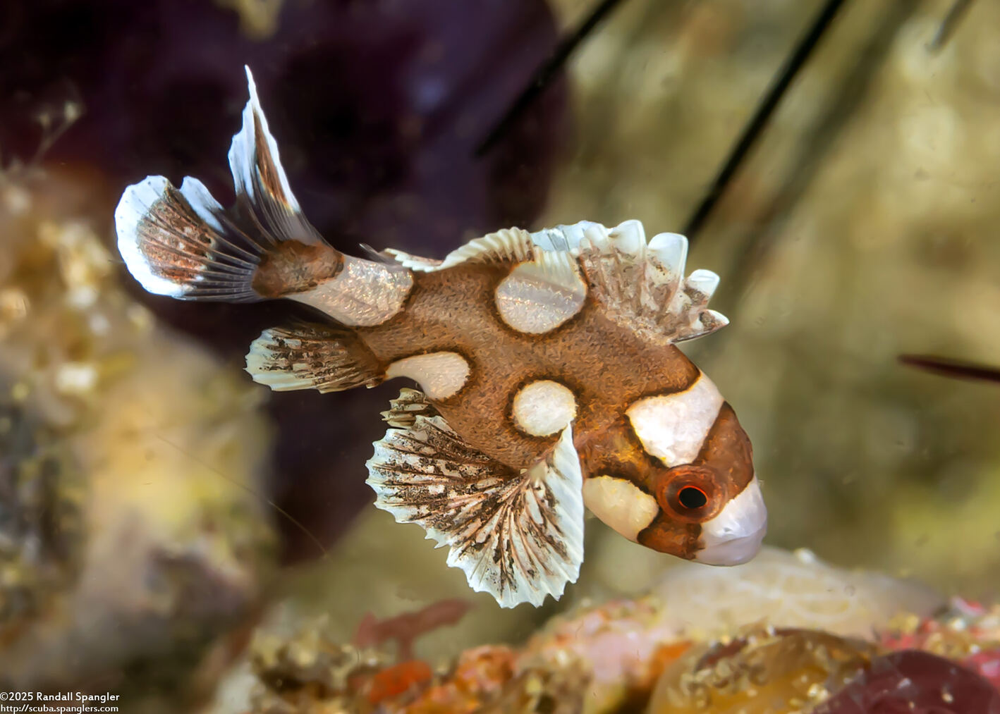 Plectorhinchus chaetodonoides (Many-Spotted Sweetlips)
