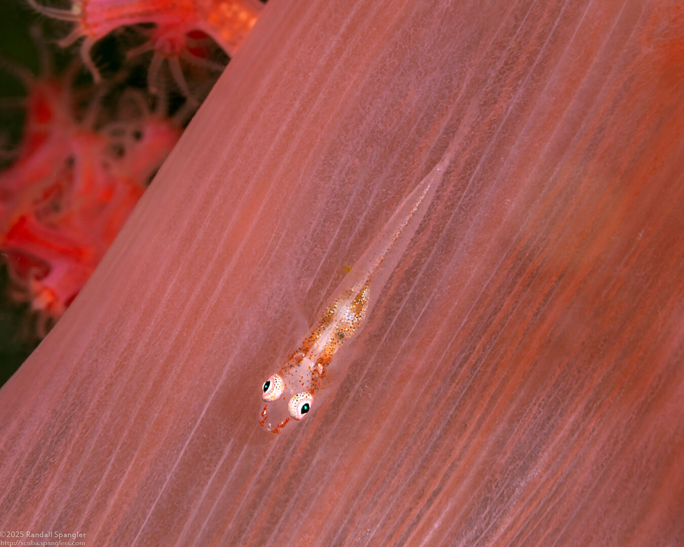 Pleurosicya boldinghi (Soft-Coral Ghostgoby)