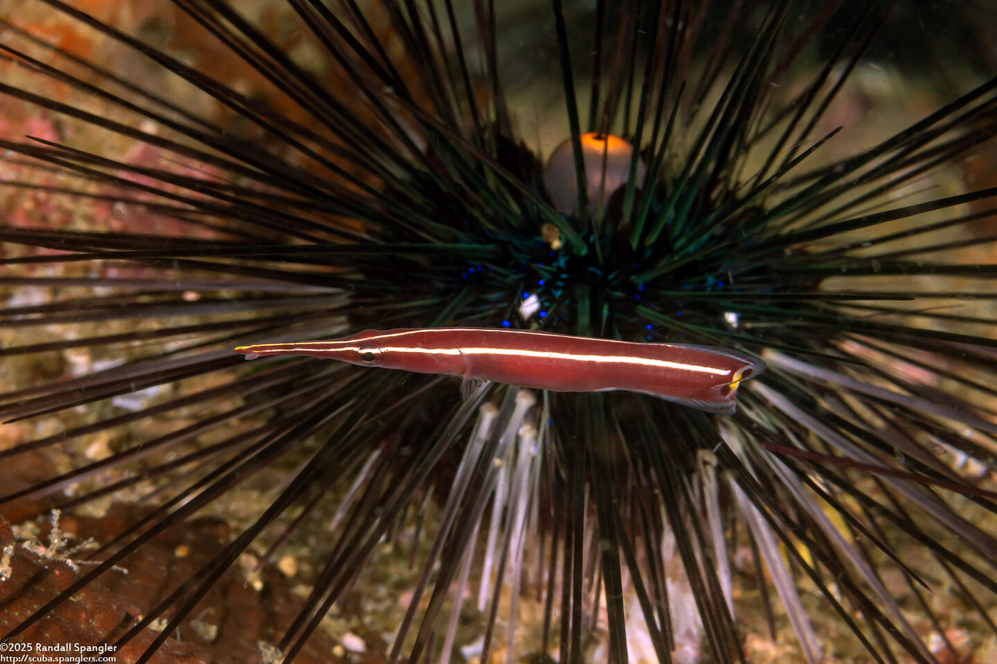 Diademichthys lineatus (Urchin Clingfish)