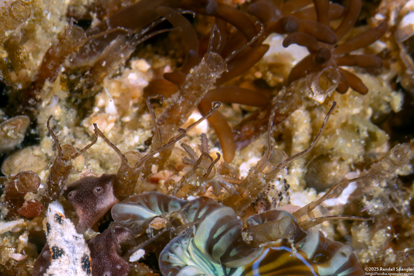 Chaetopteridae sp.2 (Chaetopteridae sp.2)