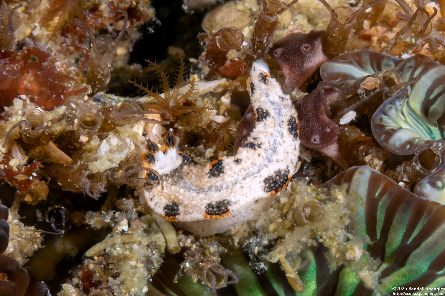 Dermatobranchus fortunatus (Dark-Spot Dermatobranchus)