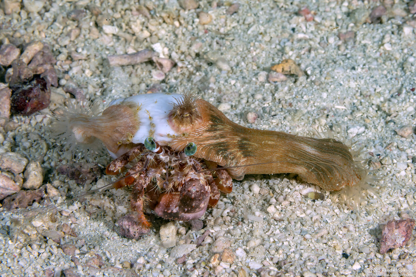 Dardanus pedunculatus (Anemone Hermit Crab)