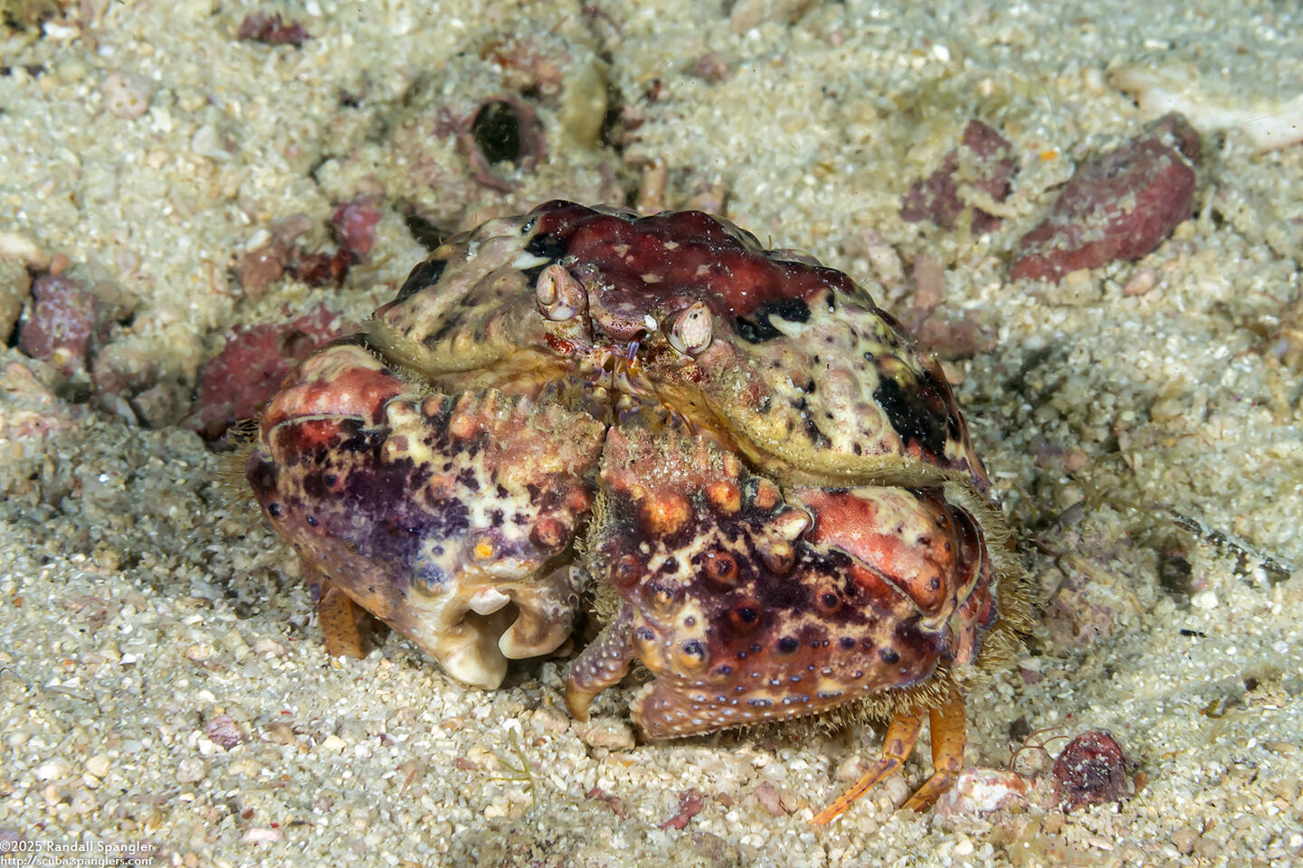 Calappa gallus (Rough Box Crab)
