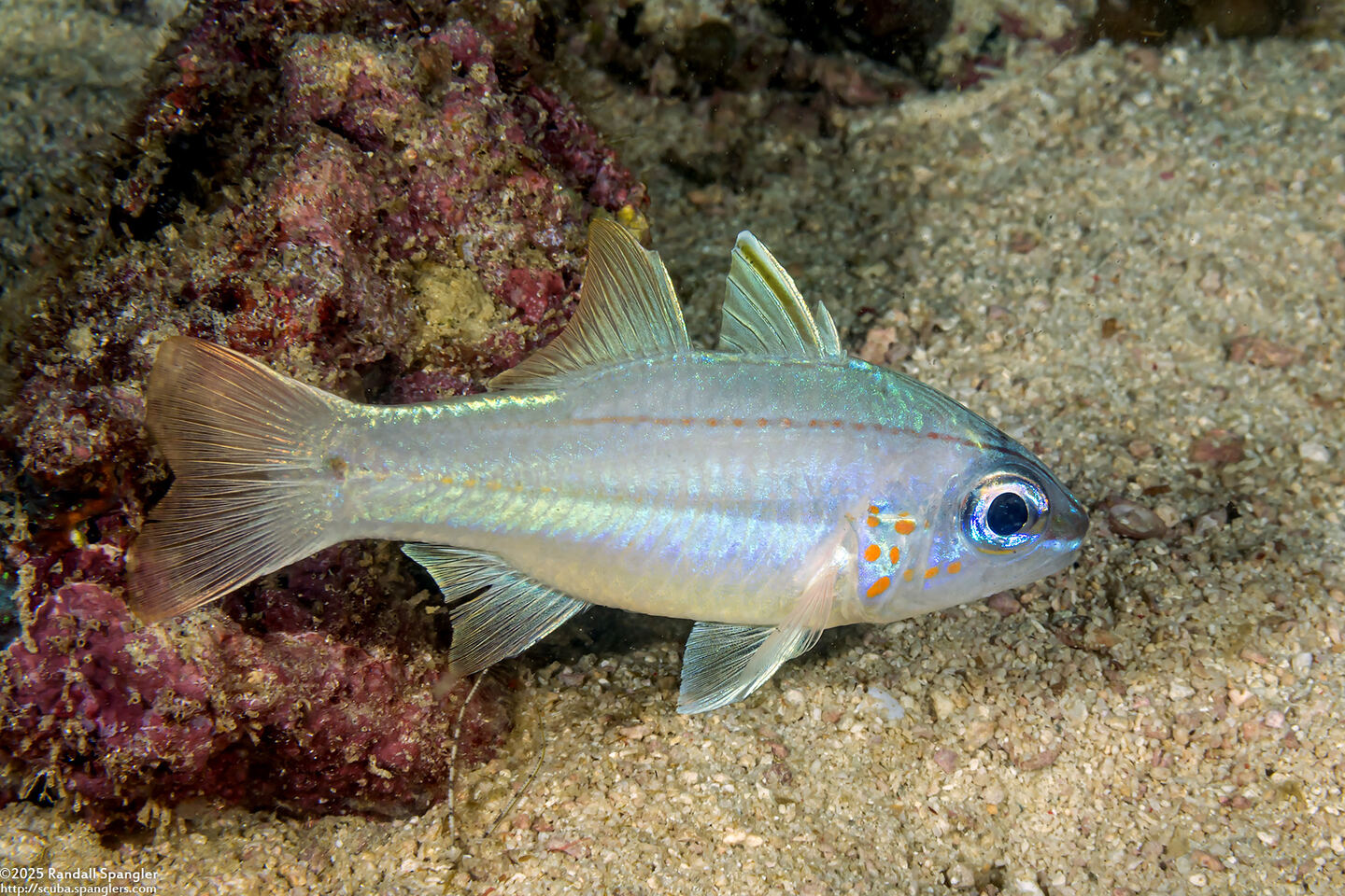Ostorhinchus chrysopomus (Spotgill Cardinalfish)