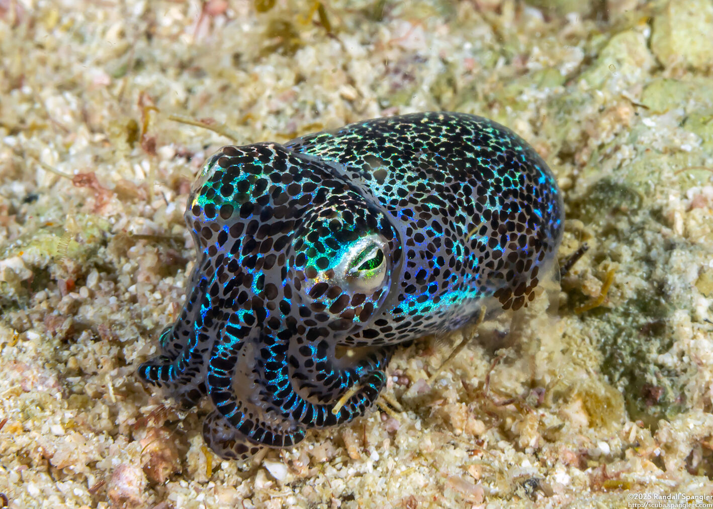 Euprymna berryi (Berry's Bobtail Squid)