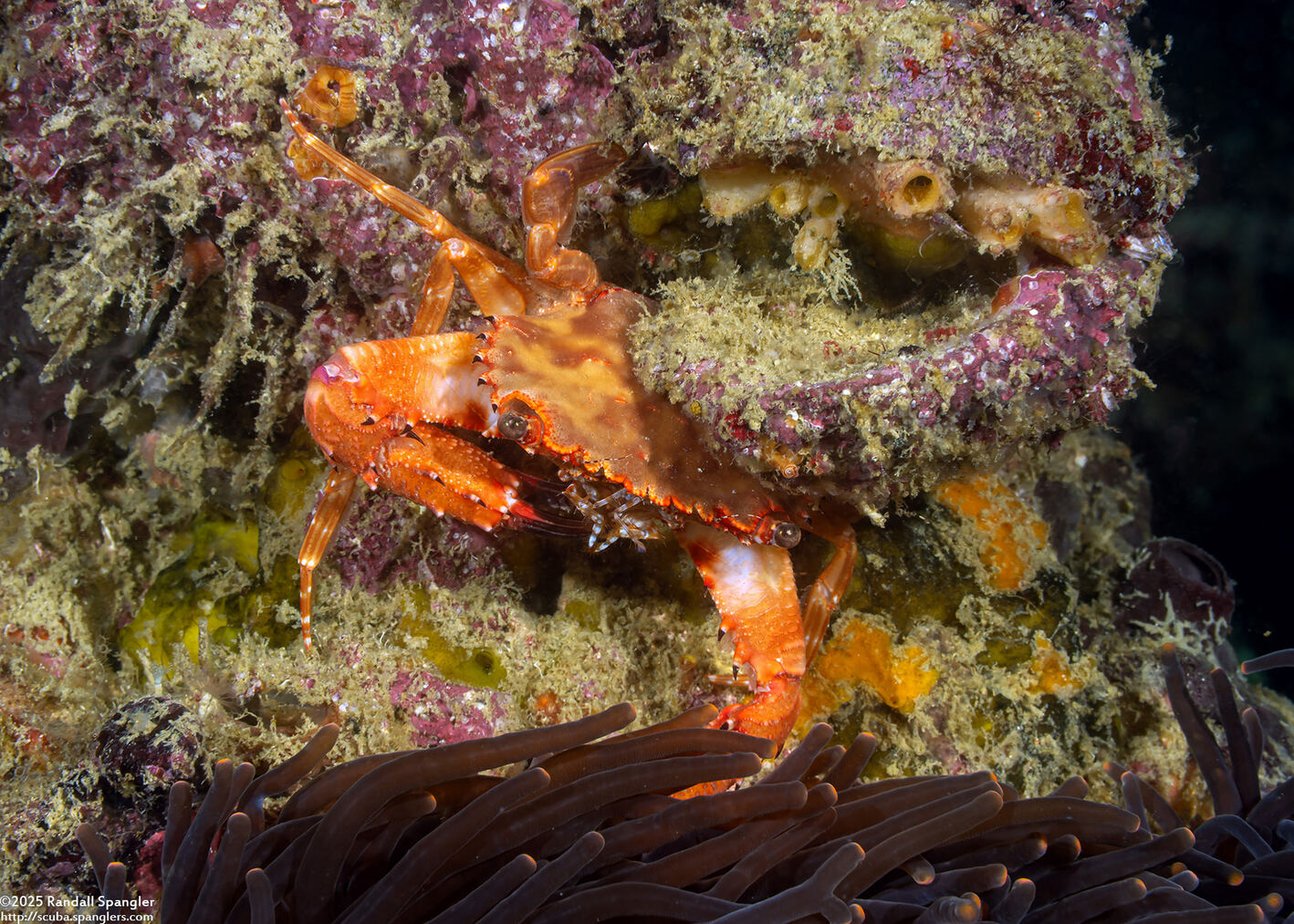 Gonioinfradens paucidentatus (Red Swimming Crab)