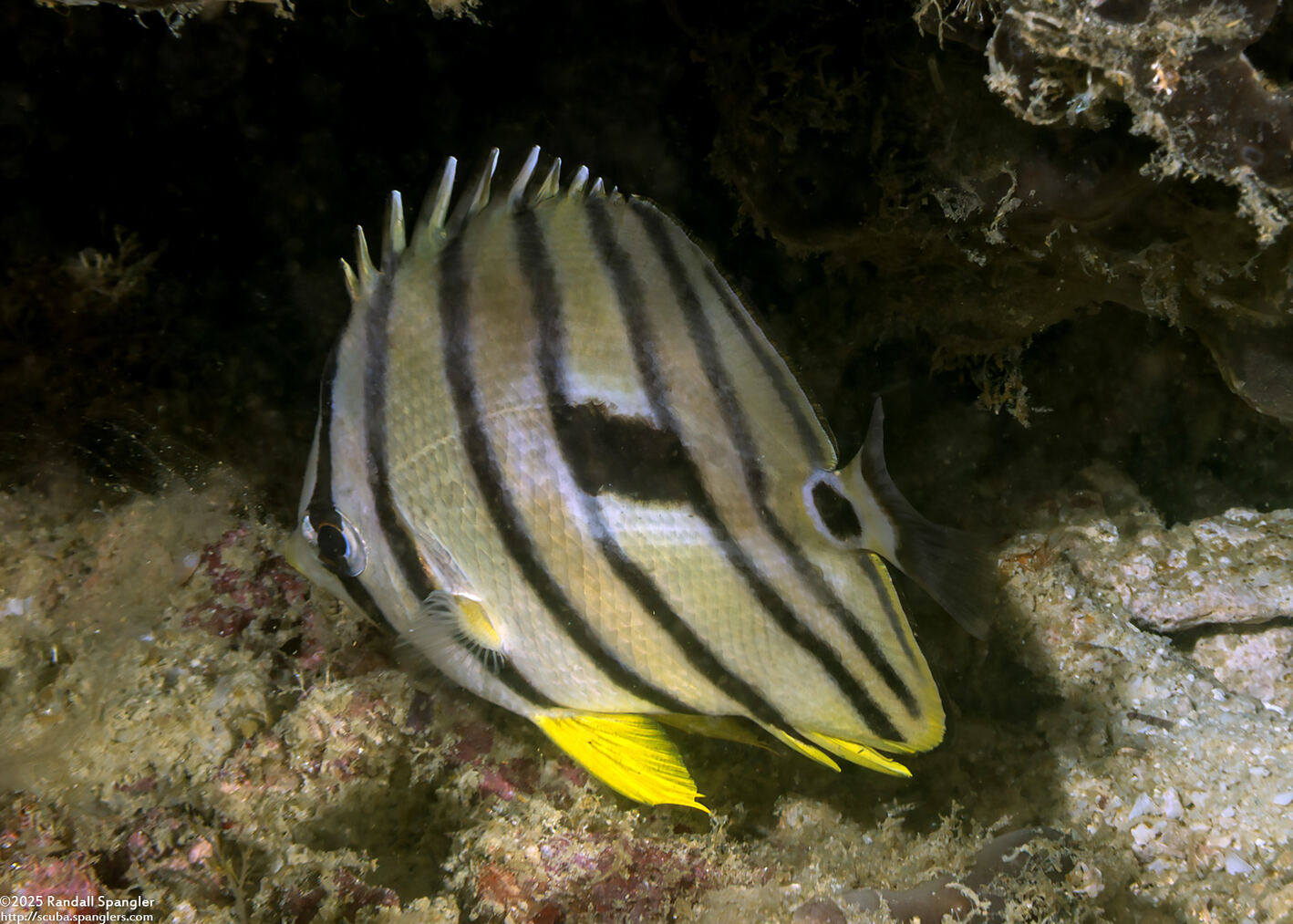 Chaetodon octofasciatus (Eight-Banded Butterflyfish)