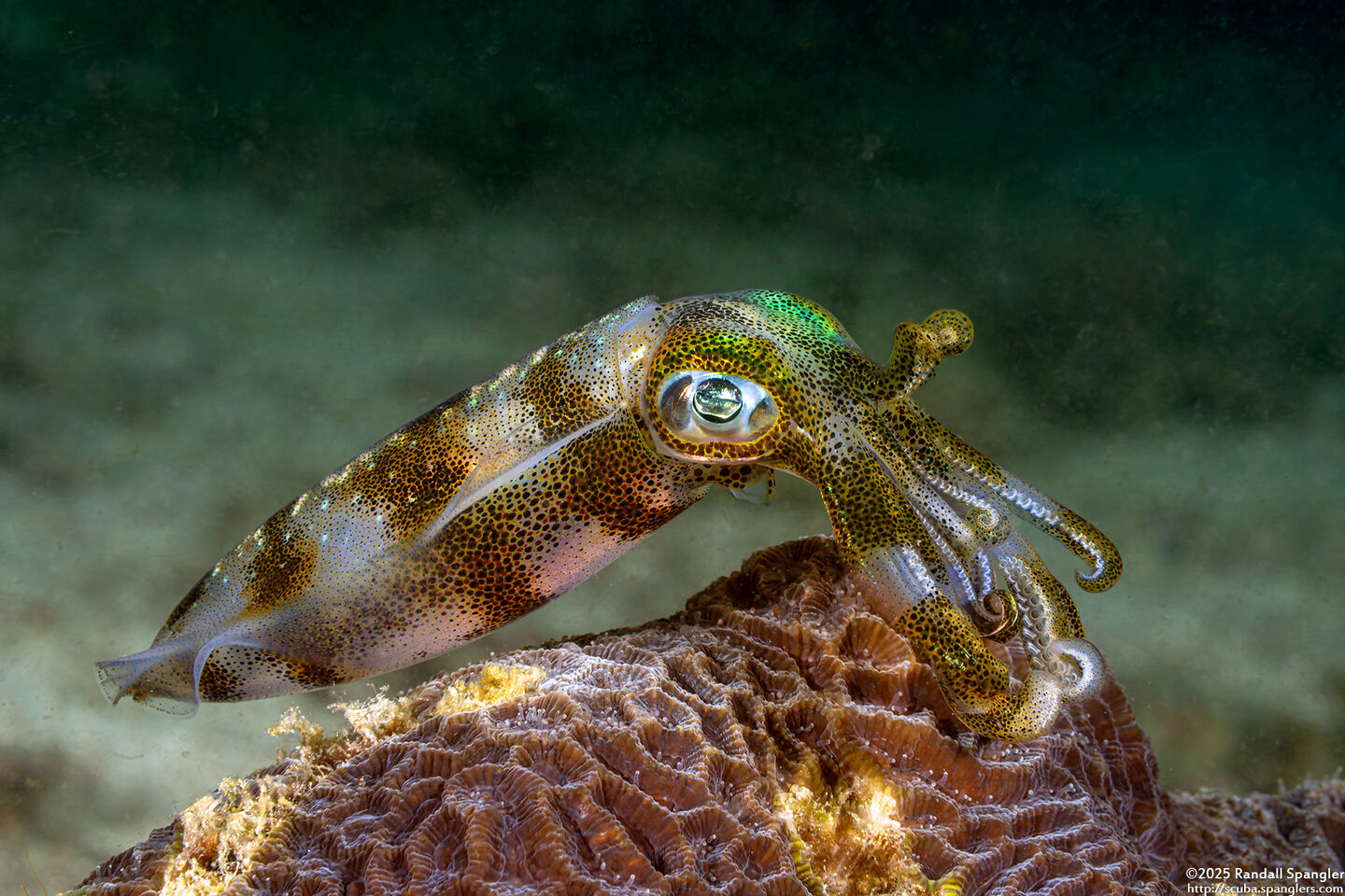 Sepioteuthis lessoniana (Bigfin Reef Squid)