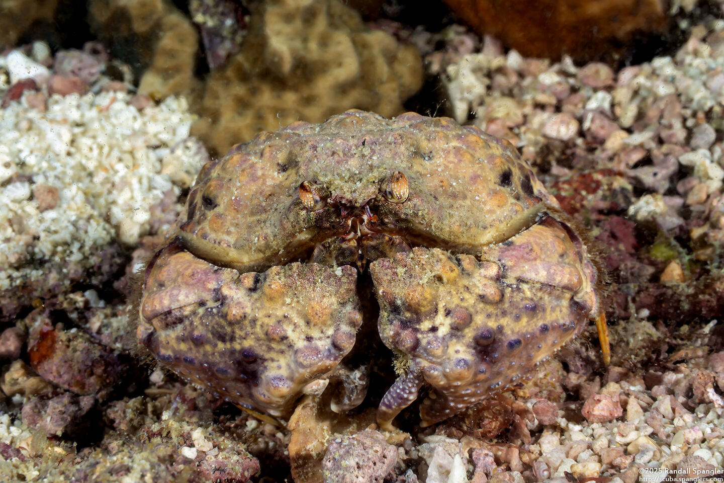 Calappa liaoi (Ocellated Box Crab)