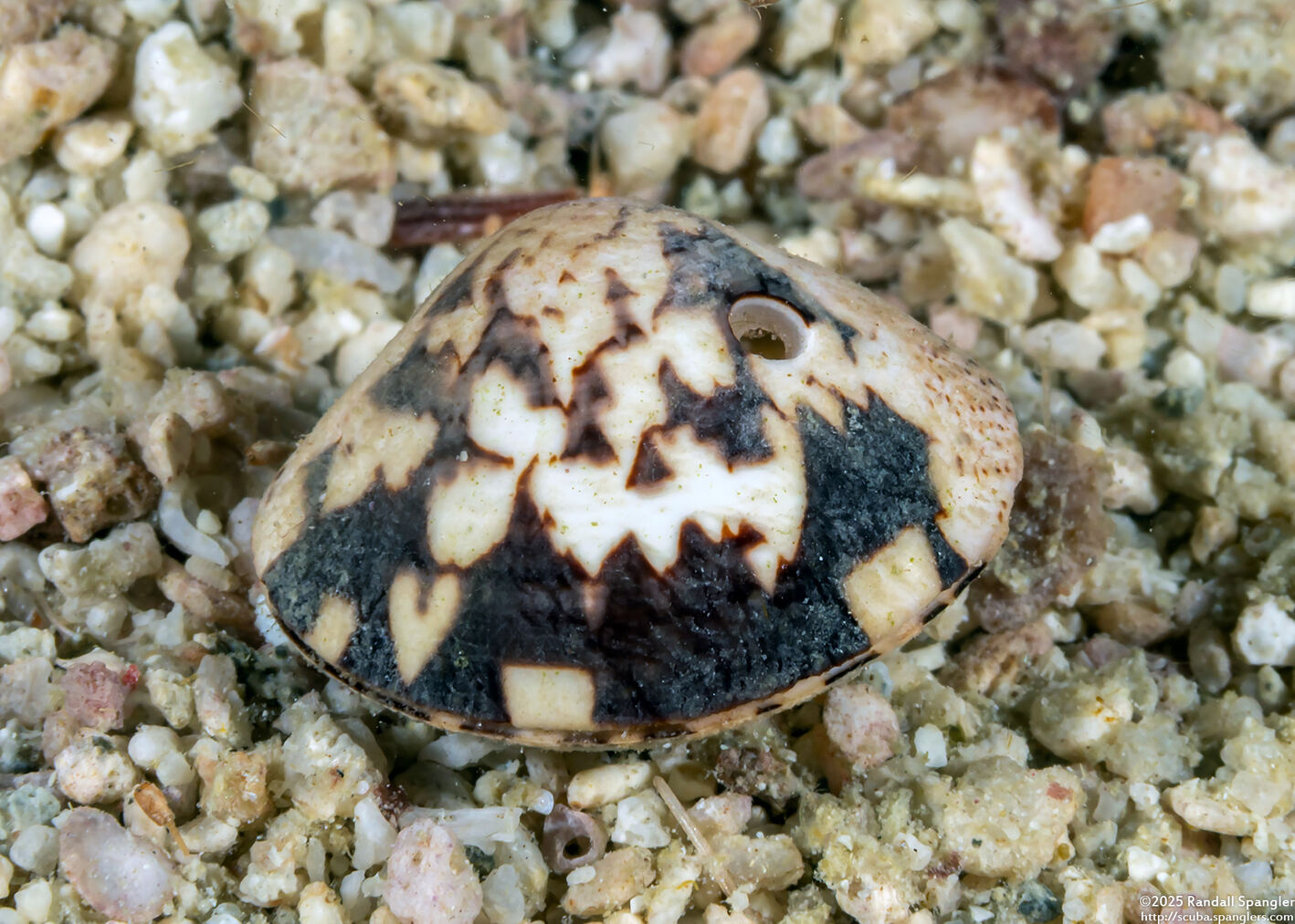 Lioconcha tigrina (Tiger Venus)