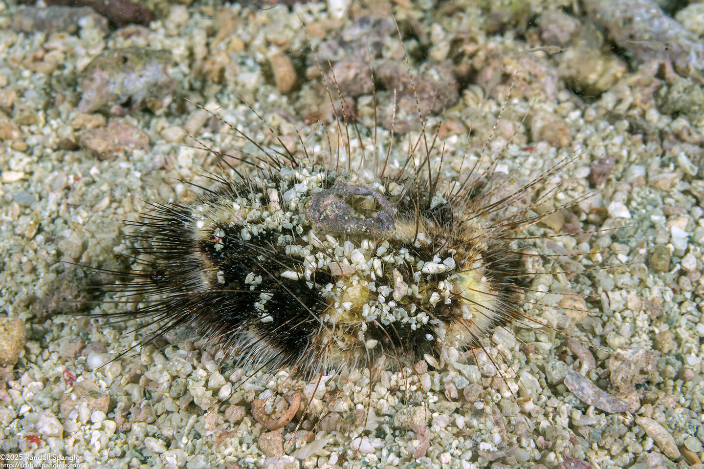 Maretia planulata (Longspine Heart Urchin)