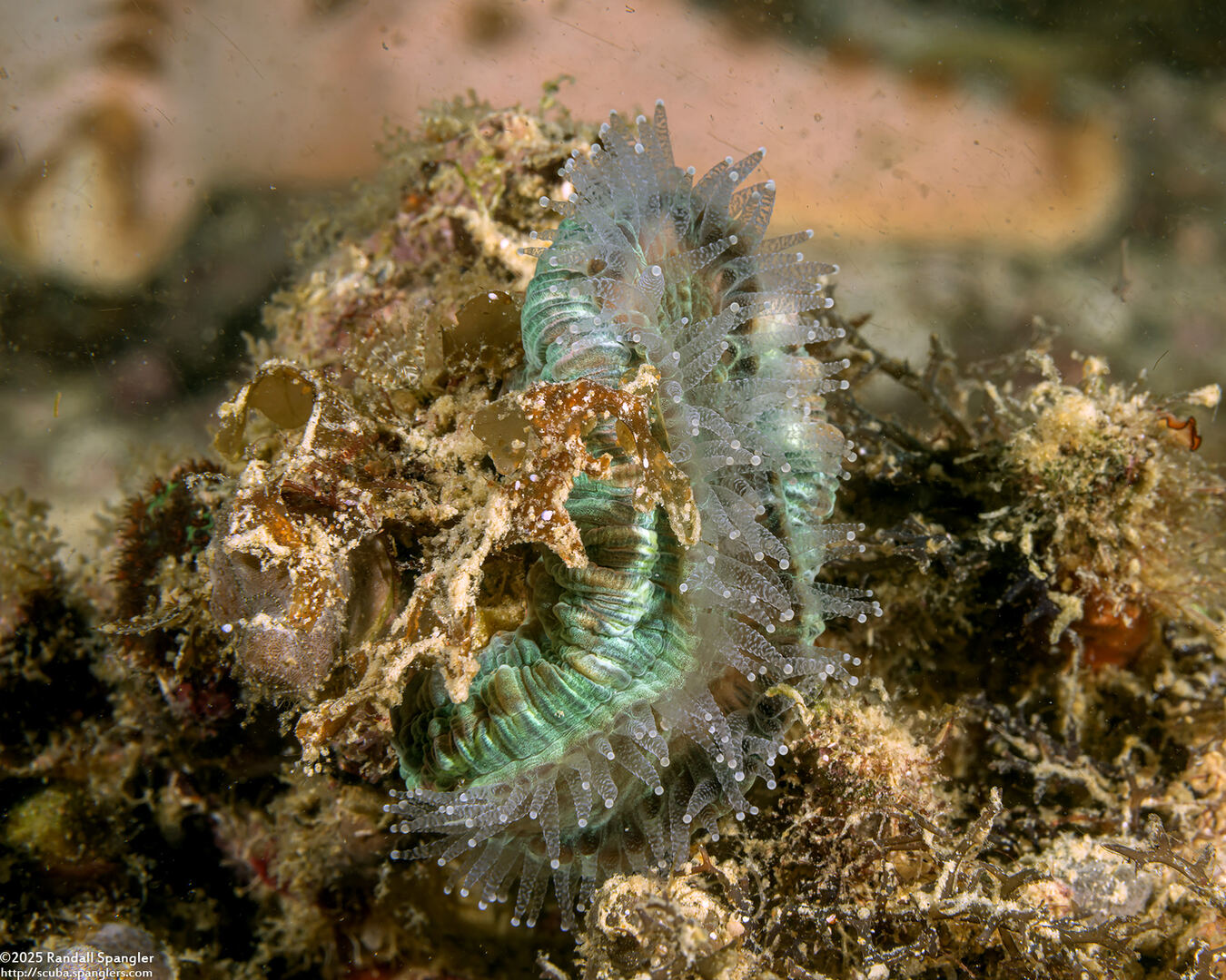 Balanophyllia sp.1 (Balanophyllia sp.1)