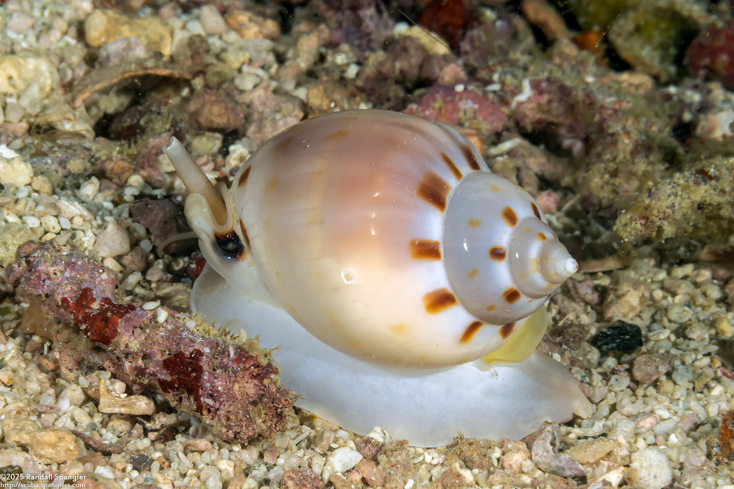 Casmaria erinaceus (Common Bonnet)