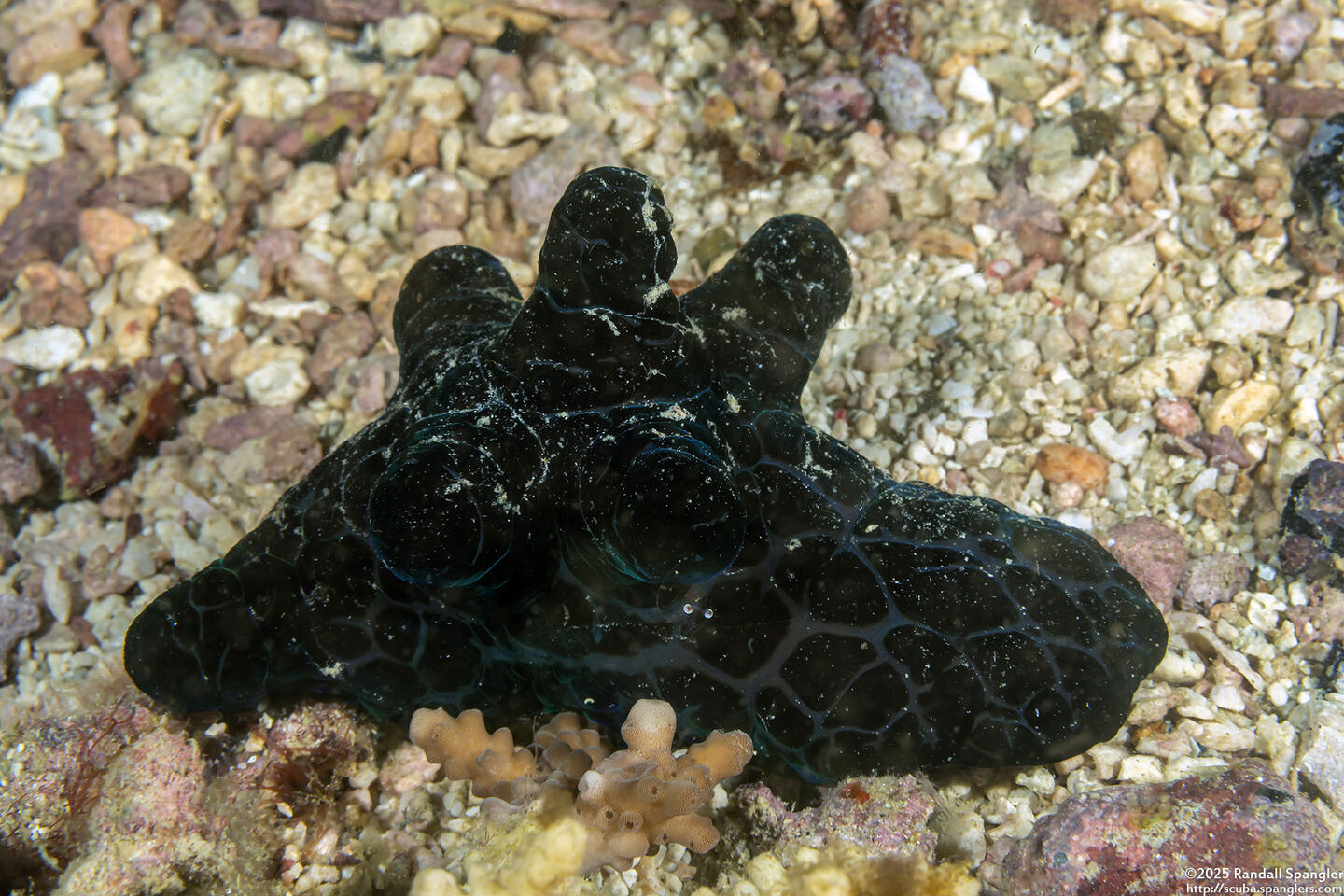 Coriocella nigra (Black Velvetinid)