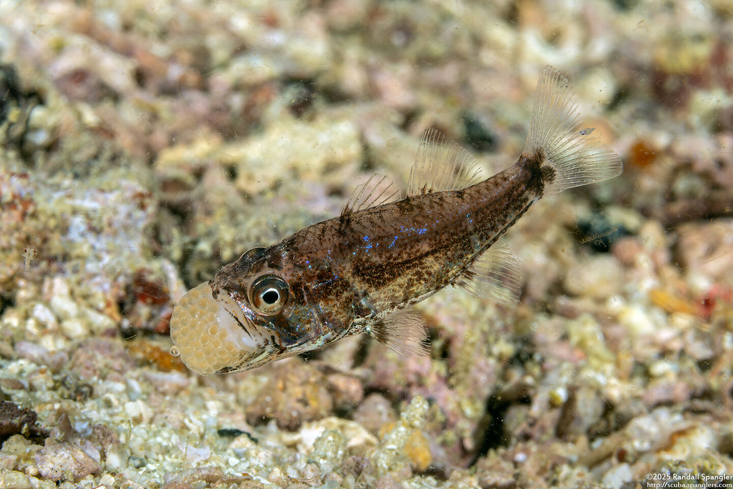 Siphamia corallicola (Coral Siphonfish); With eggs in its mouth