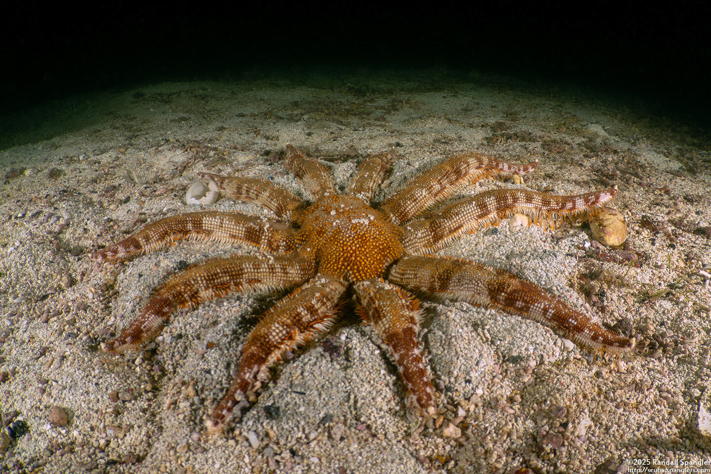 Luidia magnifica (Magnificent Star)