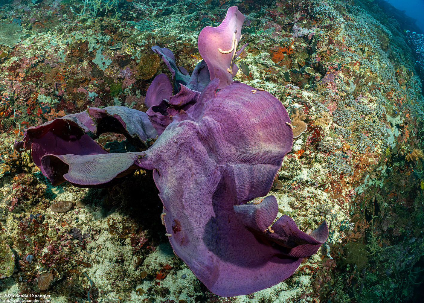 Ianthella basta (Elephant Ear Sponge)
