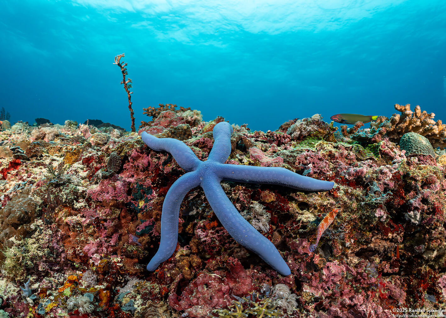 Linckia laevigata (Blue Sea Star)