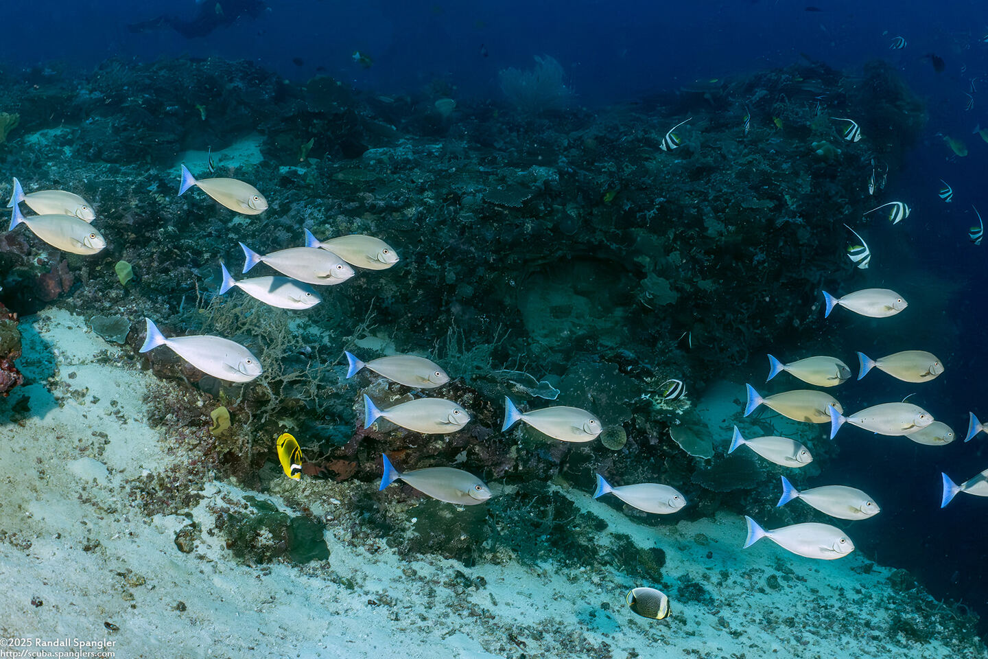 Naso hexacanthus (Sleek Unicornfish)