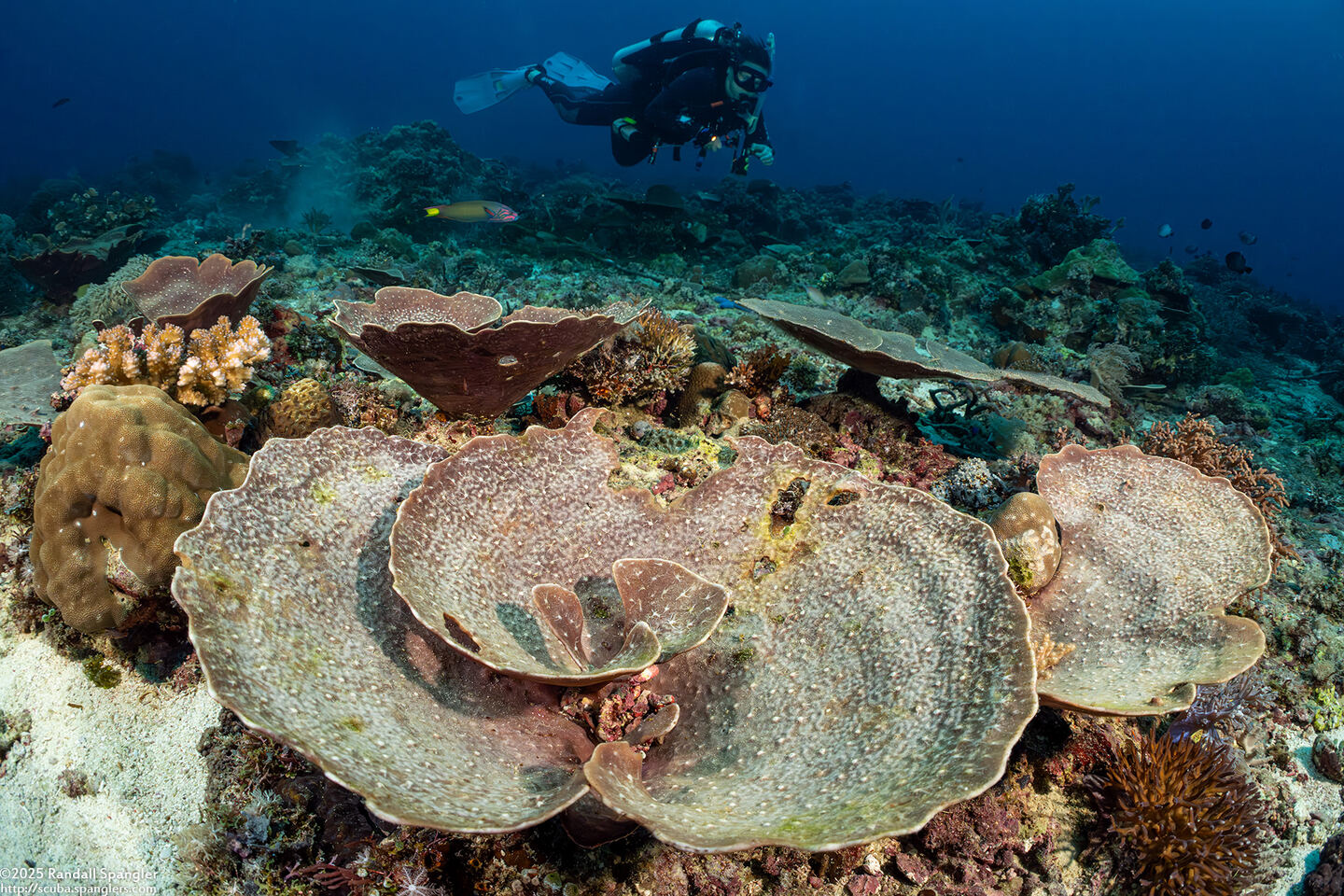 Cymbastela sp.1 (Cymbastela sp.1)