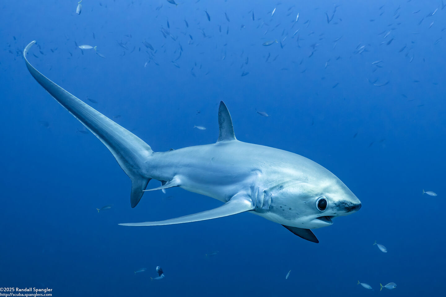 Alopias pelagicus (Pelagic Thresher Shark)
