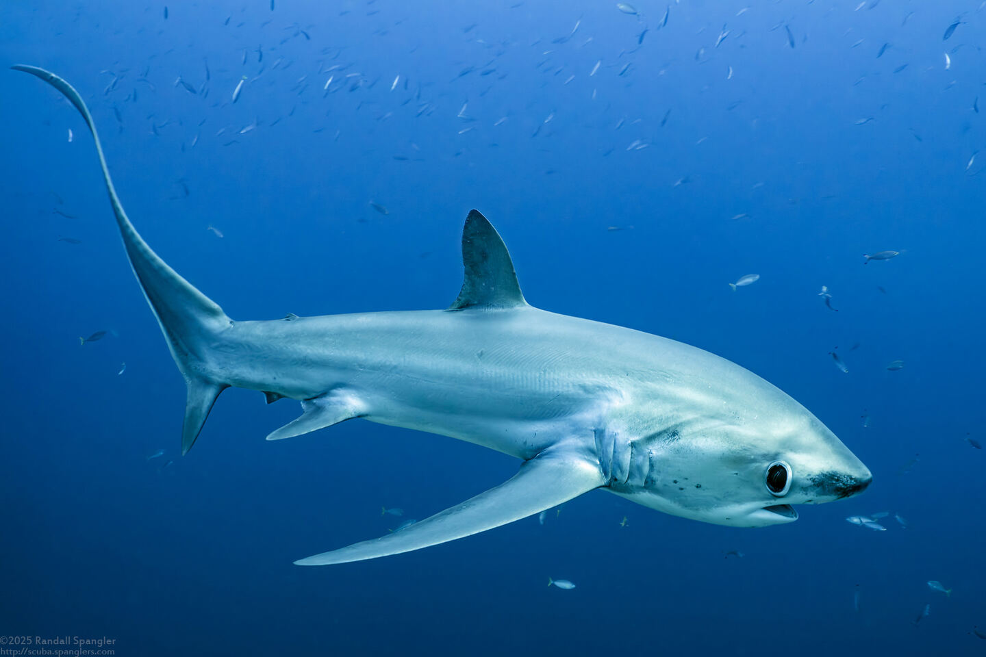 Alopias pelagicus (Pelagic Thresher Shark)