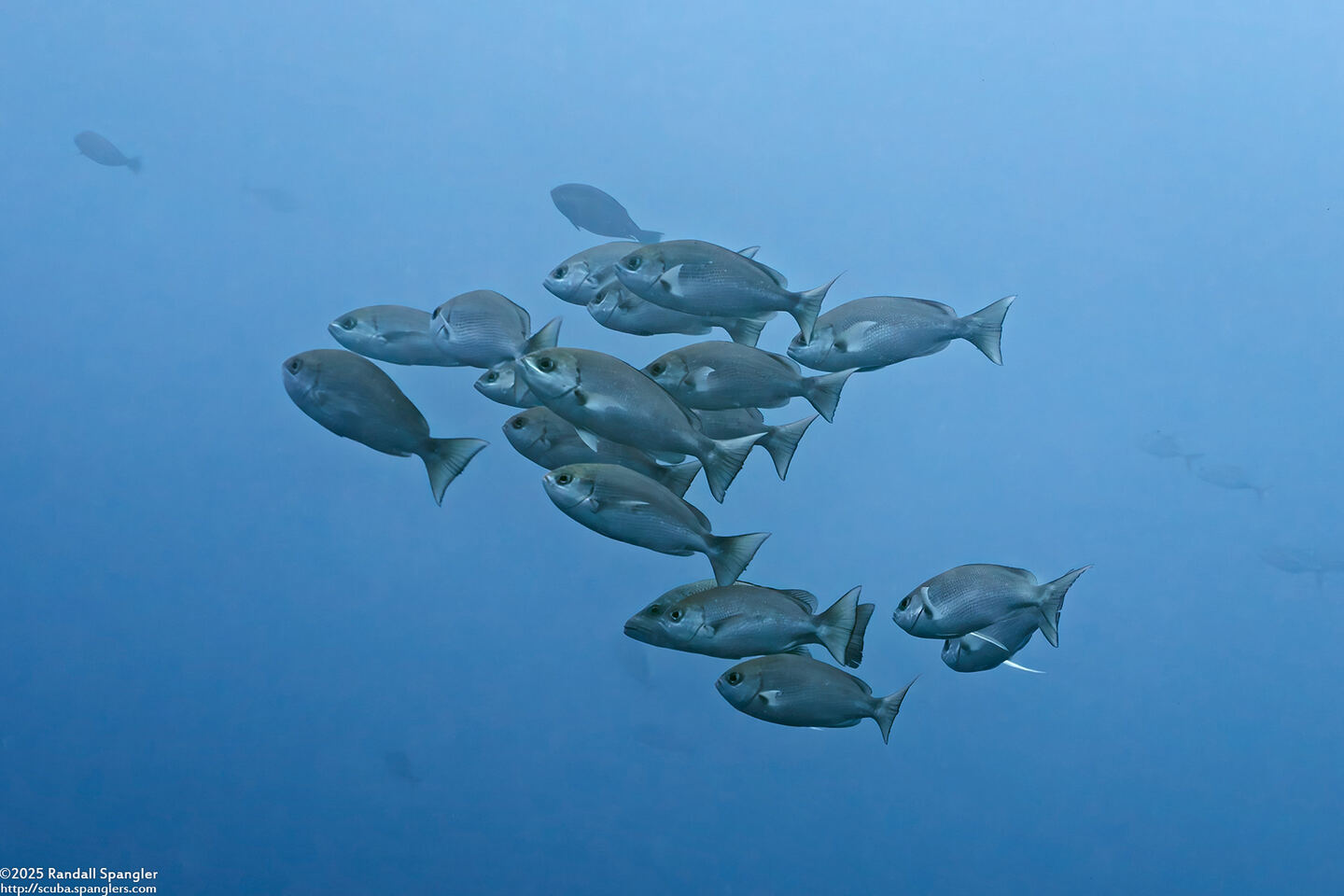 Pinjalo pinjalo (Pinjalo Snapper)