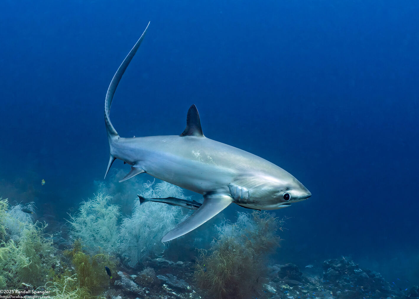 Alopias pelagicus (Pelagic Thresher Shark)